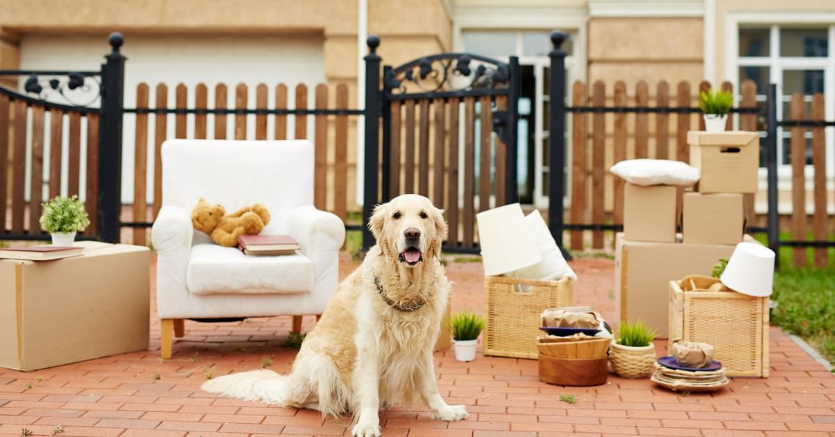 Taking Pets Abroad | Travelling with Dogs | Flying with Pets | CurrencyTransfer