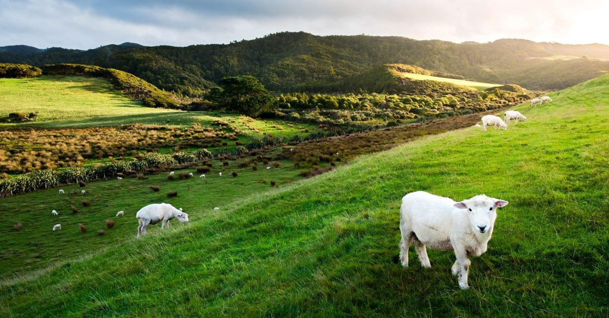 moving to new zealand from uk;
