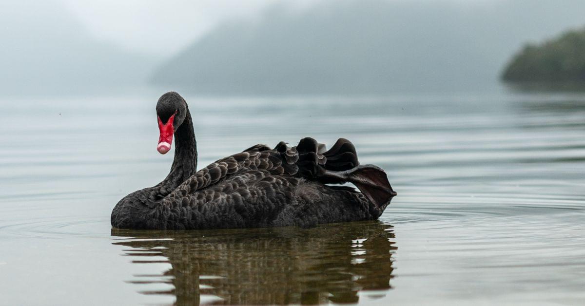black swan event.min